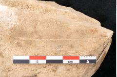 Foto (Detailansicht) von Plantae indet.  (NHMW-GEO-2024-0188-11506)